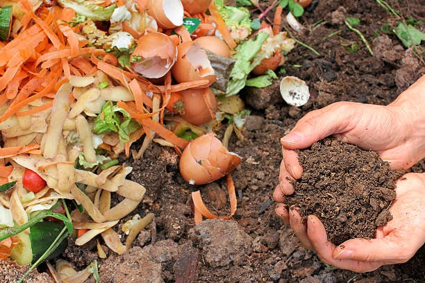 A close-up of agricultural waste, including orange vegetable peels and broken eggshells, next to a pair of hands holding rich, dark compost soil.