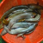 Fresh Desi Shing Fish