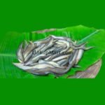 Desi Gutum Fish (Guntea Loach)