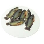 Desi Koi Fish (Climbing Perch) - 1 Kg