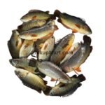 Fresh Desi Koi Fish (Climbing Perch)