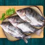 Fresh Tilapia Fish