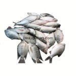 Fresh Tilapia Fish -1 Kg - Image 3
