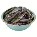 Desi Gutum Fish (Guntea Loach)